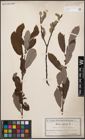 Foto von Salix cinerea L.